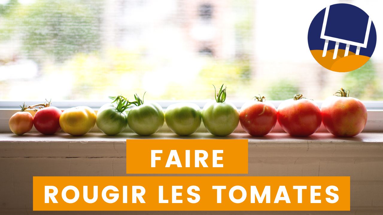 Faire mûrir des tomates