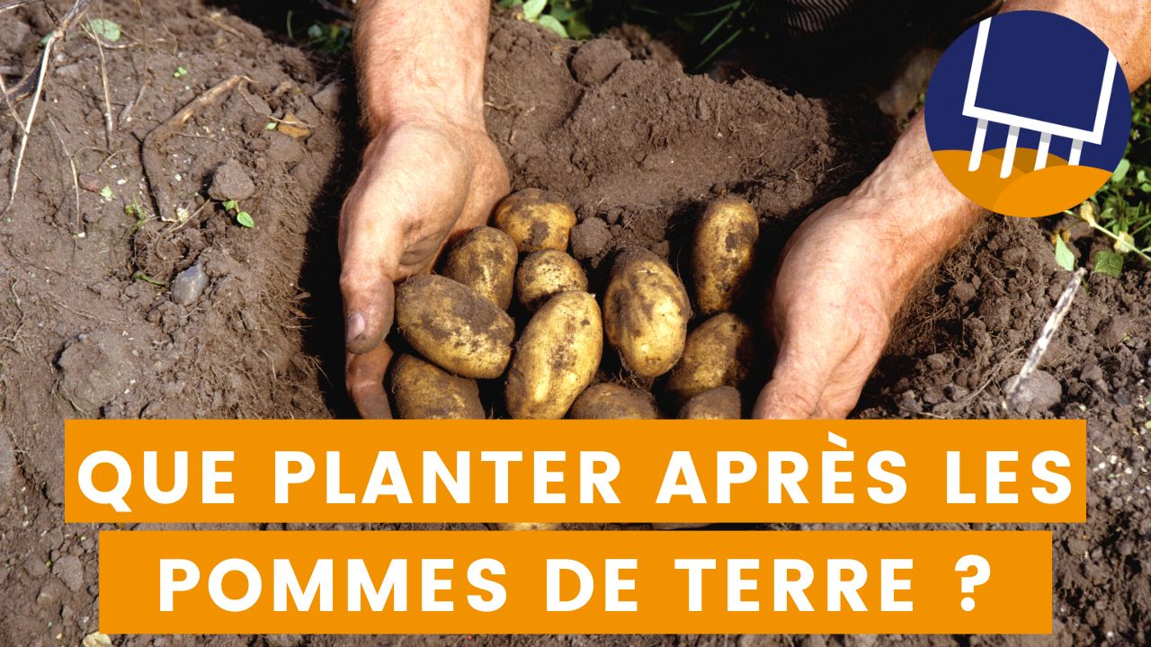 Que planter après les pommes de terre au potager