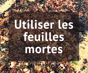 Utiliser les feuilles mortes