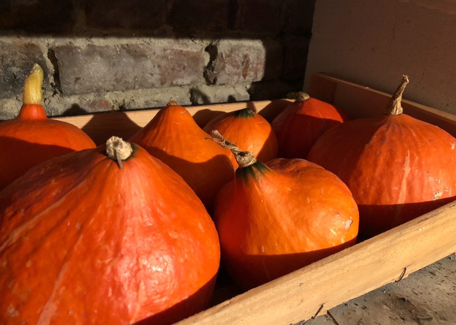 Courge mûre : les signes pour la récolter