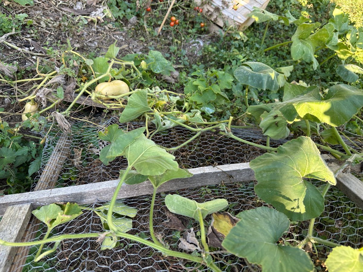 Comment Tailler les Courges (Butternut & Potirons) : Guide Complet