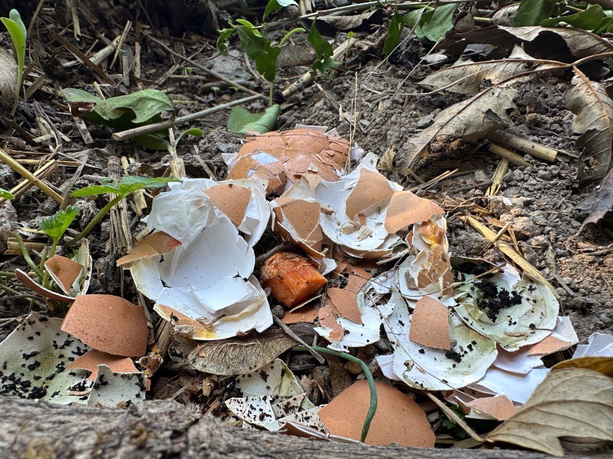 Comment utiliser les coquilles d'oeufs au jardin ?