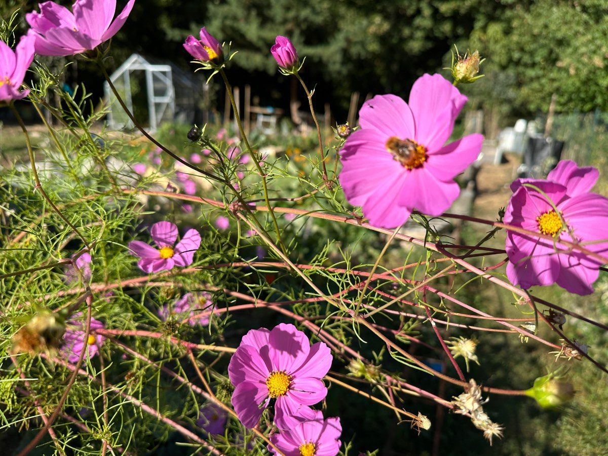 Quand semer les cosmos ?
