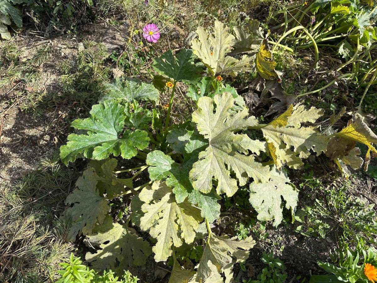 Courgettes : 5 conseils pour éviter l'oïdium