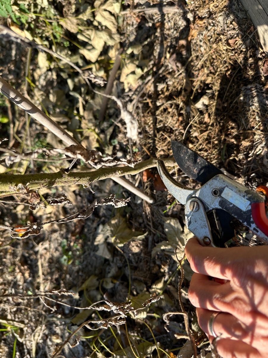 Durée de vie d'un plant de tomates : combien de temps et peut-on les garder d'une année sur l'autre ?
