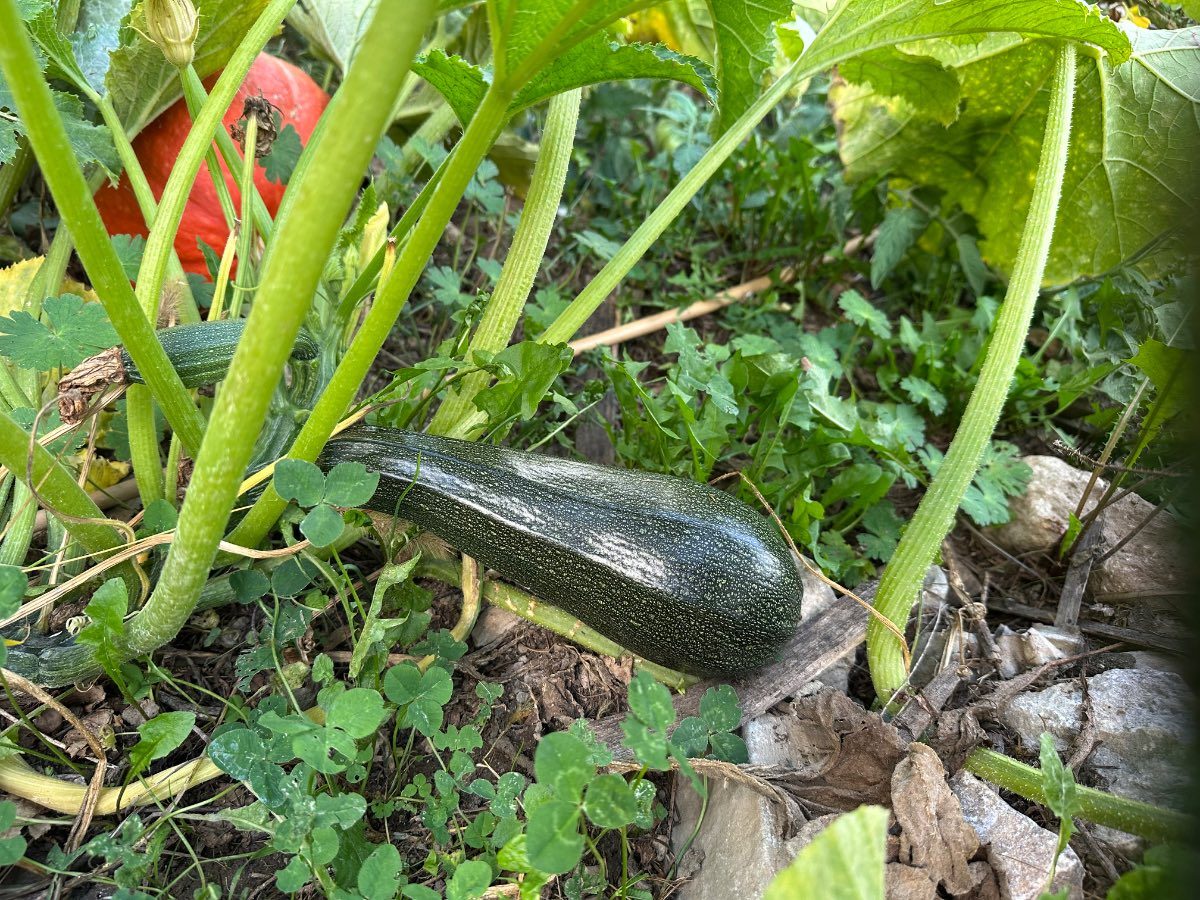 Faire grossir les courgettes