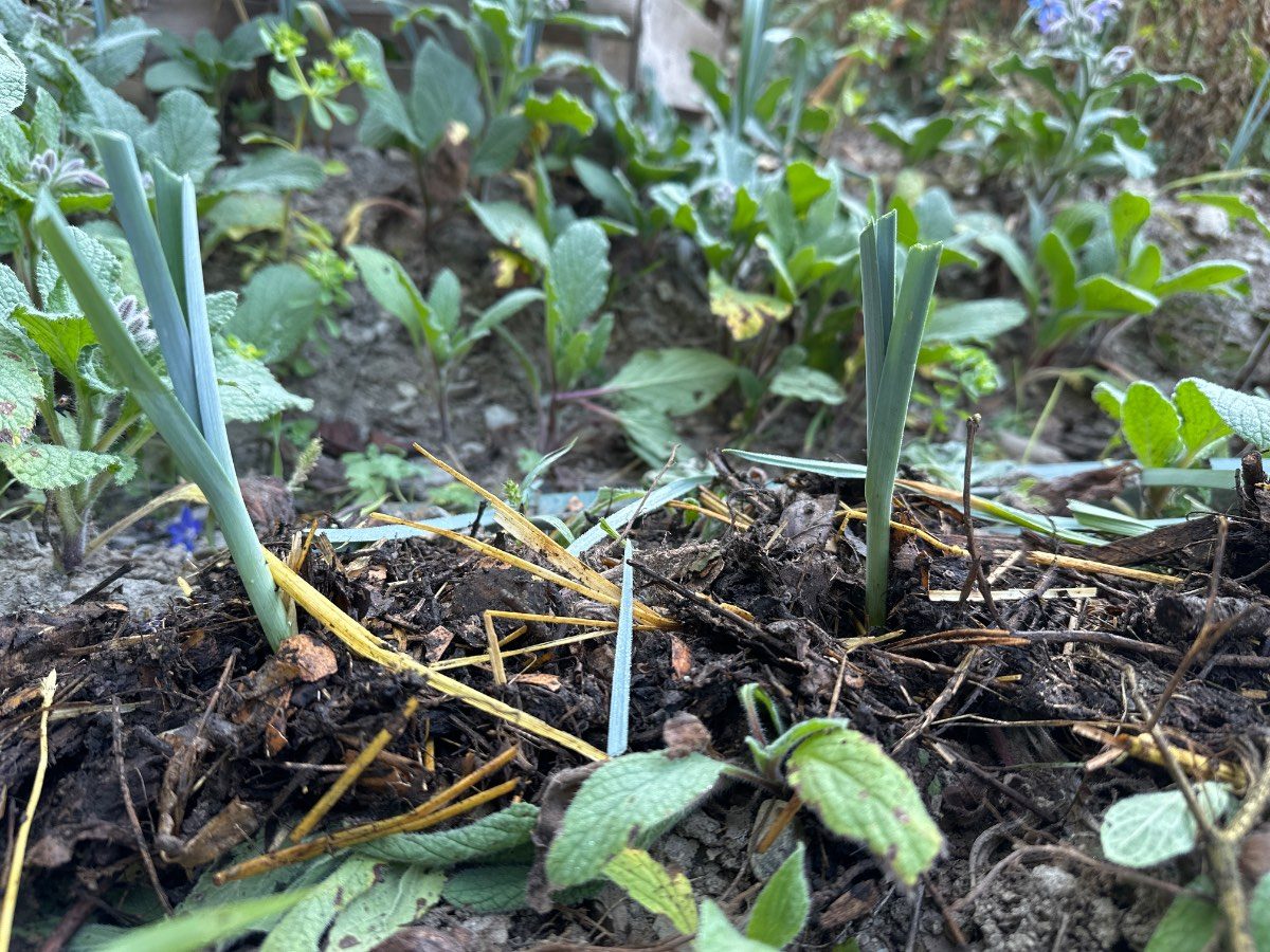 Planter des poireaux et les cultiver