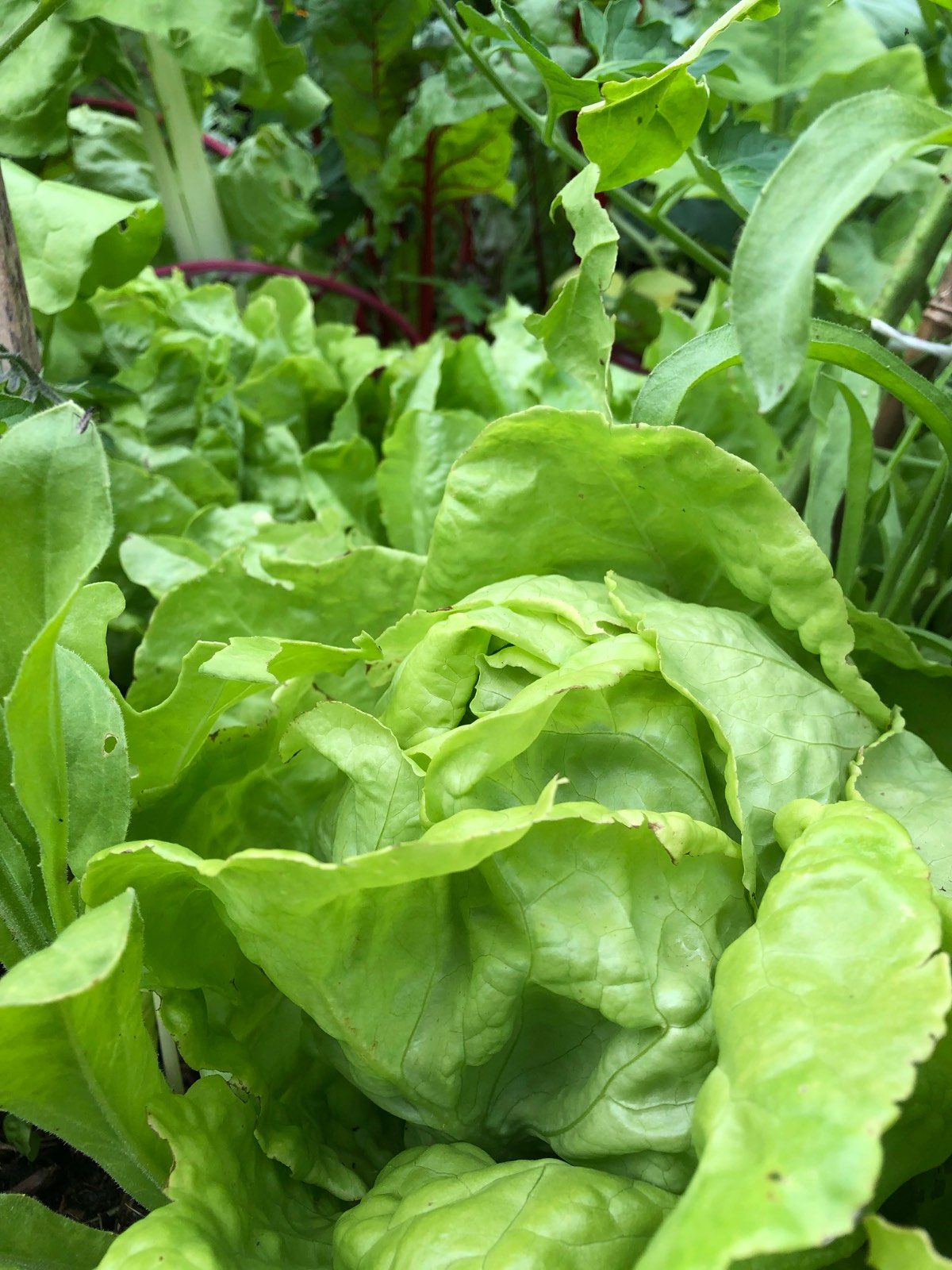 Planter sa salade : au soleil ou à l'ombre ?