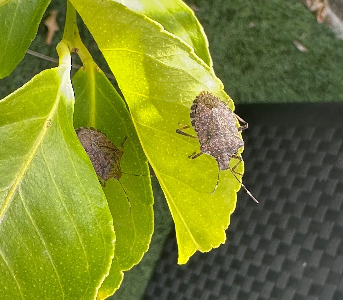 Punaise diabolique au potager : plan bio