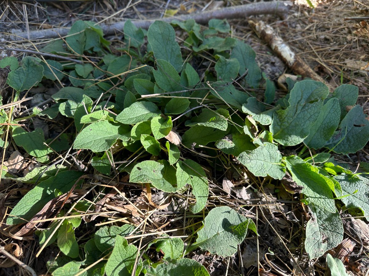 Purin de consoude, un engrais naturel bio
