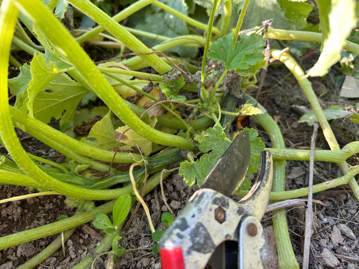 Que faire des plants de courgettes en fin de saison ? Compost, paillage, gelées...