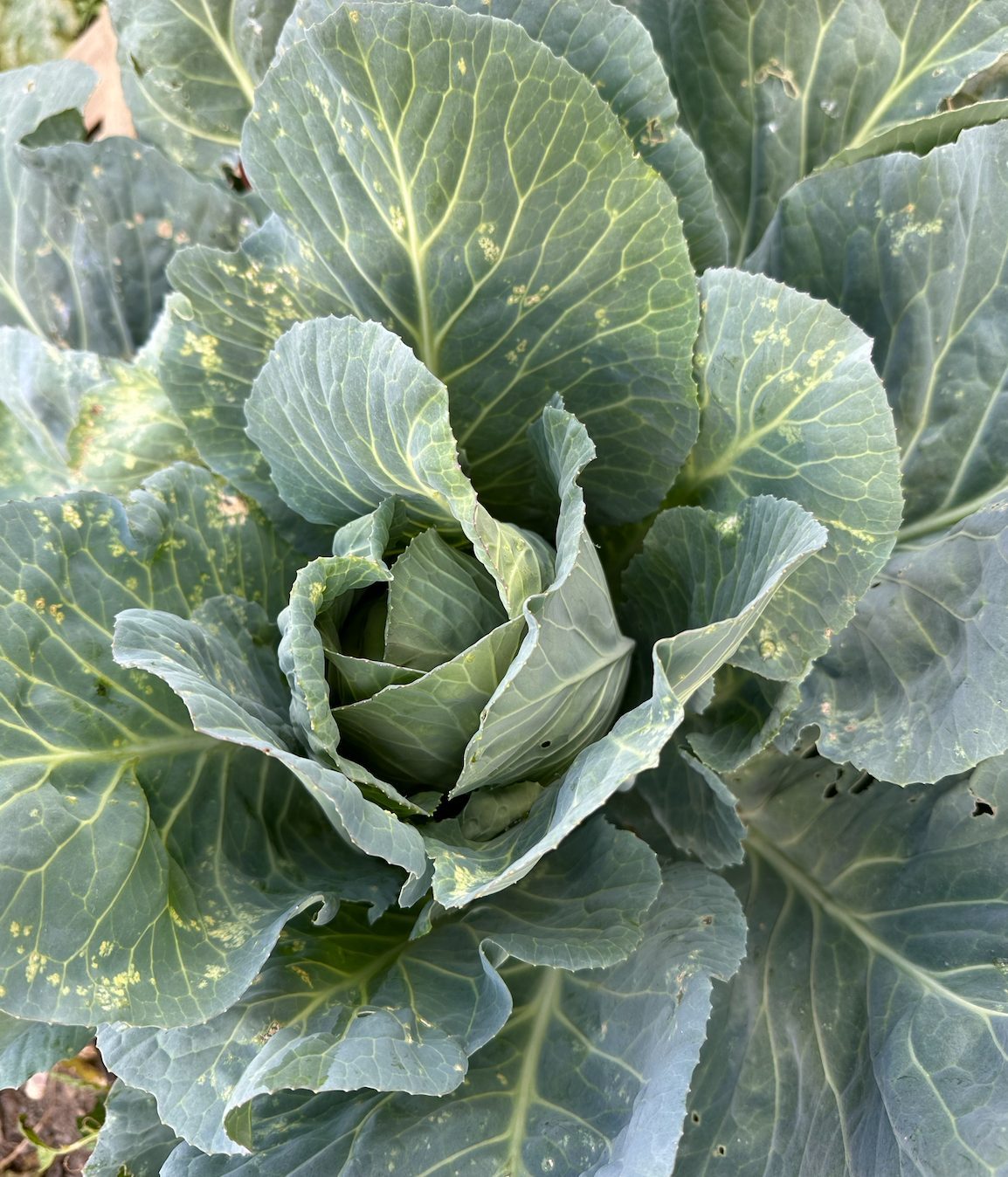 Quelles sont les bonnes associations à planter avec les choux au potager ?