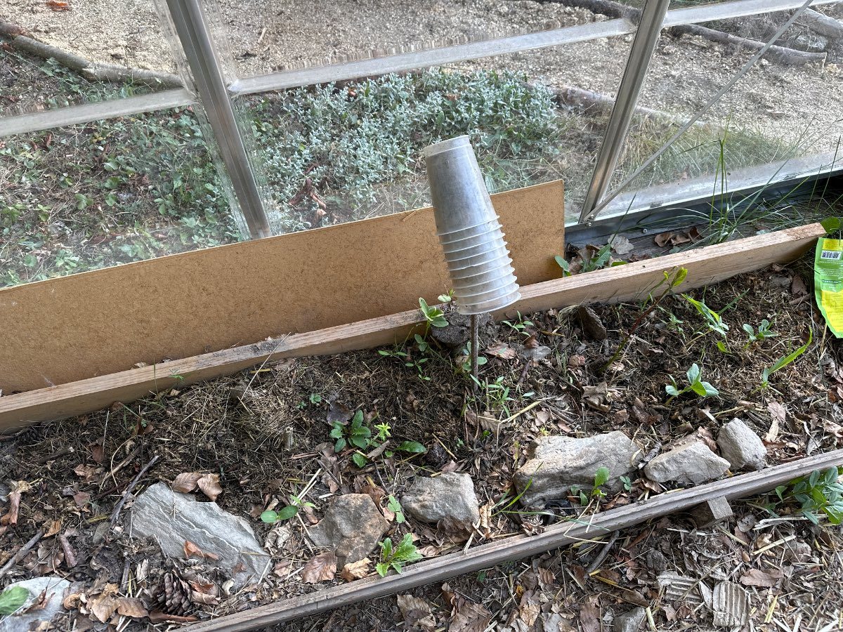Que planter en serre en novembre