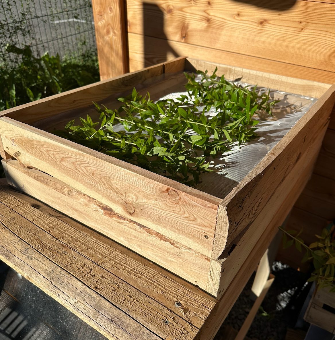 Verveine citronnelle, bienfaits et vertus