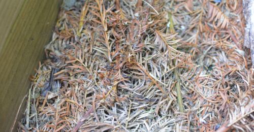 Aiguilles de pin contre les limaces (et escargots)