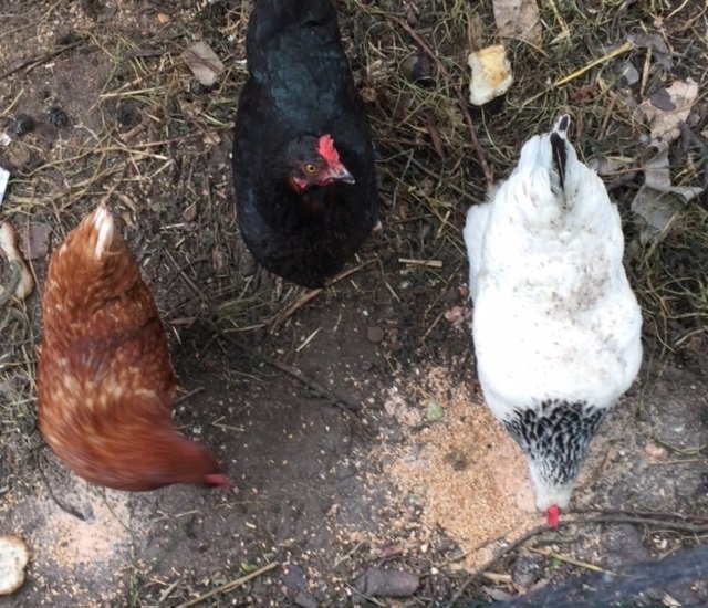 3 poules qui mangent par terre