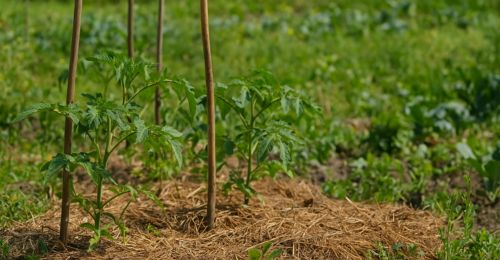 Que faire si l’arrosage est interdit dans ma commune ?