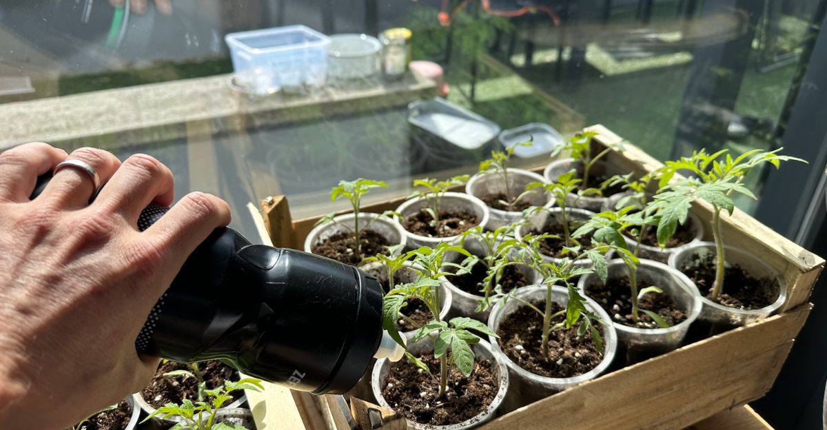astuce-pour-arroser-vos-semis-de-tomates-avec-une-gourde