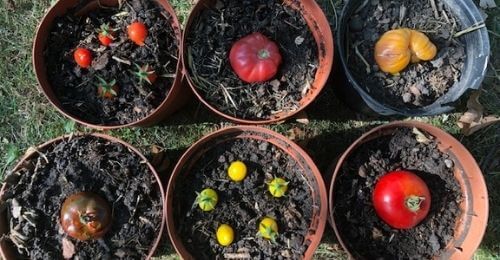 astuce-pour-recuperer-les-graines-tomates