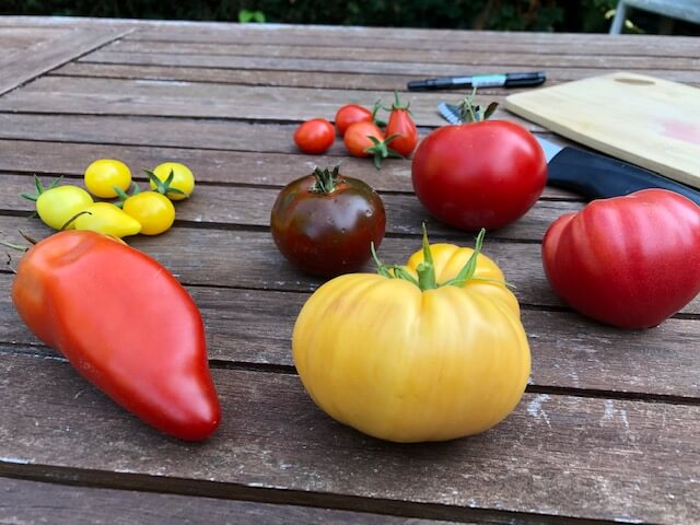 récupérer et conserver les graines des tomates