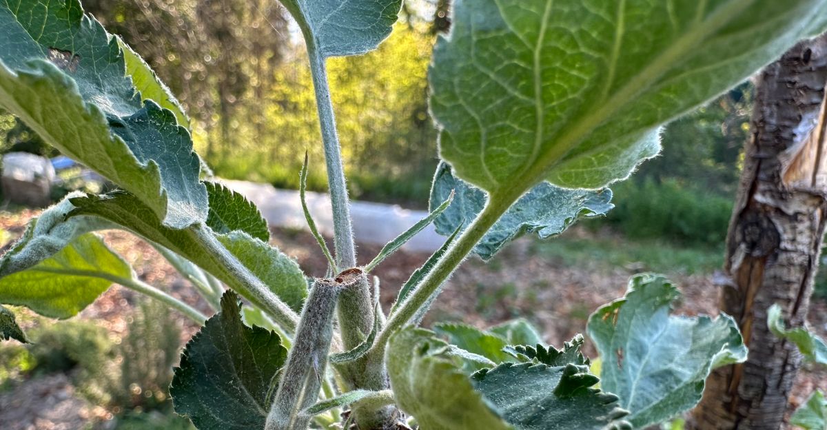 branches-d-un-jeune-pommier-coupees-nettes-qui-est-le-coupable