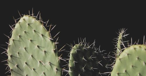 Le cactus de noël
