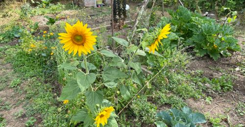 Que faire au jardin potager en août ? Le guide pratique