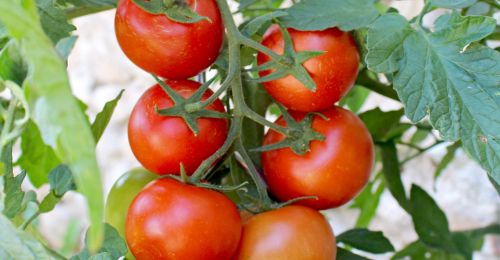Comment Avoir Beaucoup de Tomates sur un Pied ?