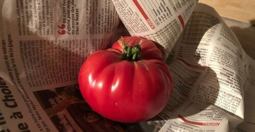 Conservation des tomates dans du papier journal