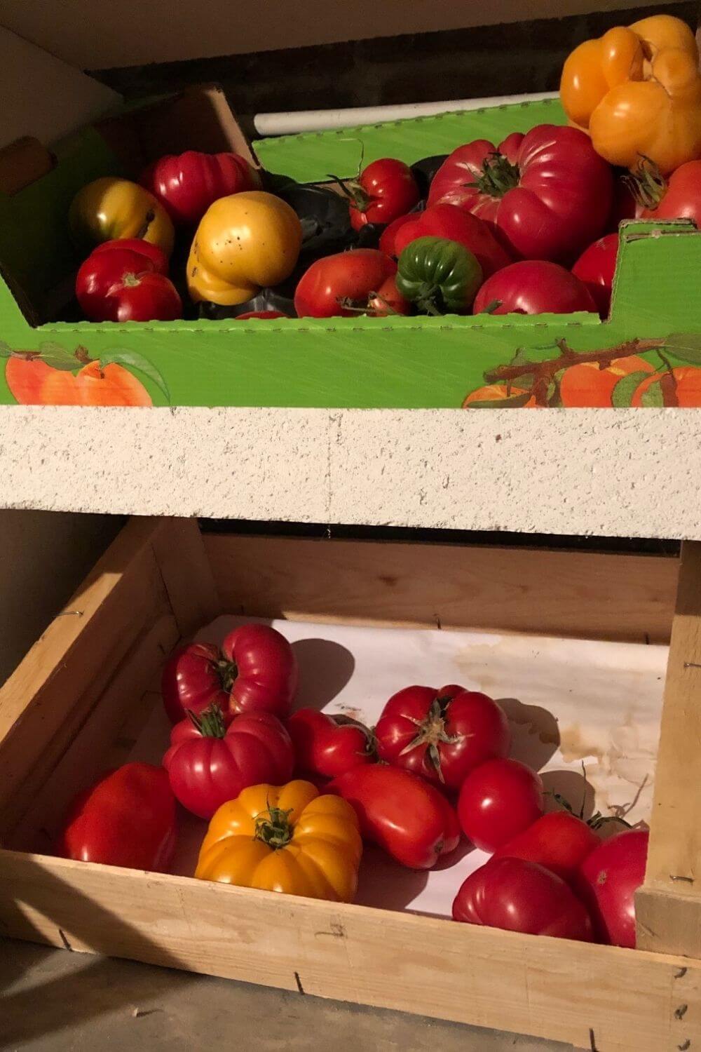 Stockage des tomates en caissettes au frais