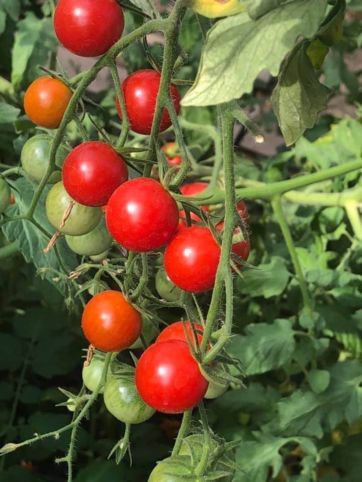 Culture de tomates cerises