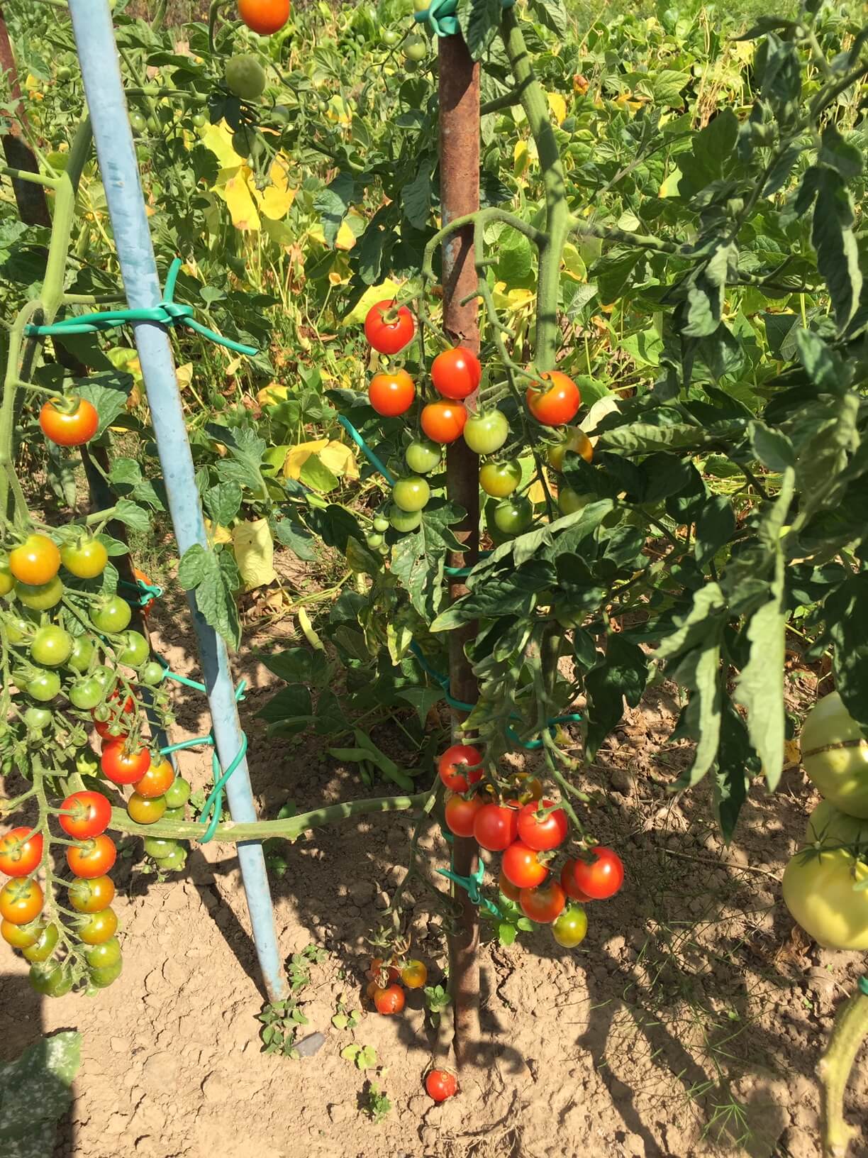 Tomates cerises sur pied