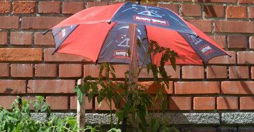 Un vieux parapluie pour protéger ses tomates du soleil