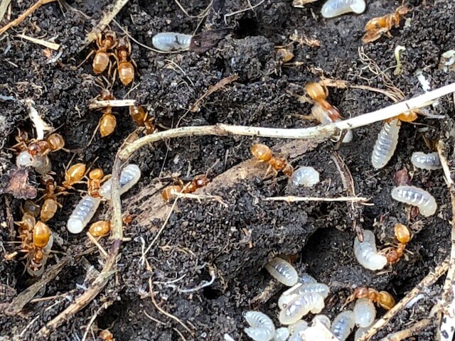comment-se-debarrasser-des-fourmis