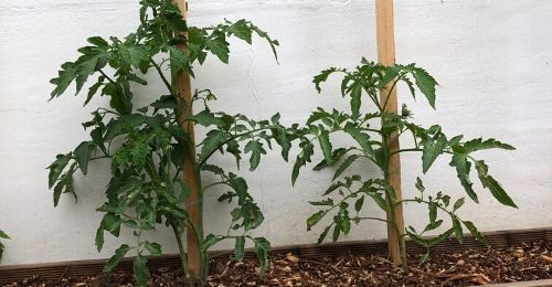 plants de tomates non-taillés