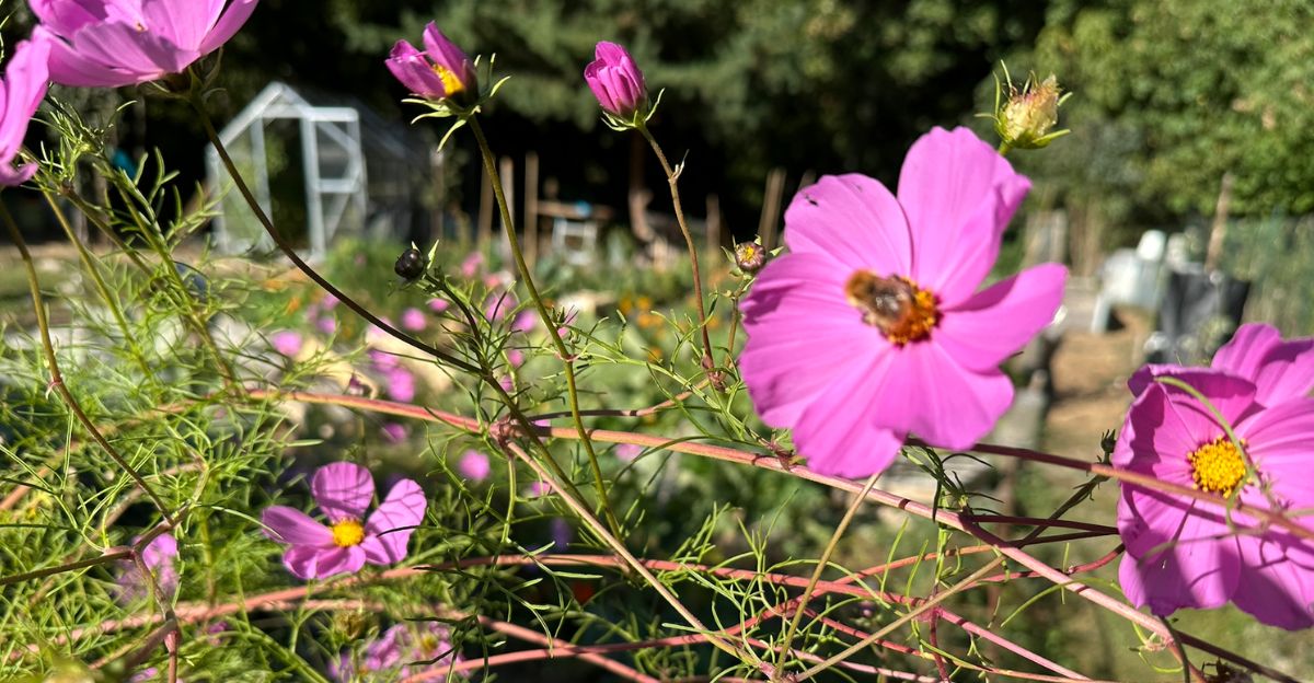 Quand semer les cosmos ?