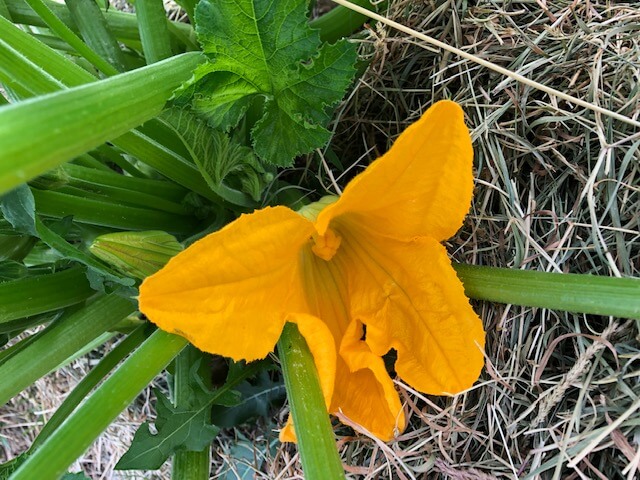 Fleur de courgette jaune