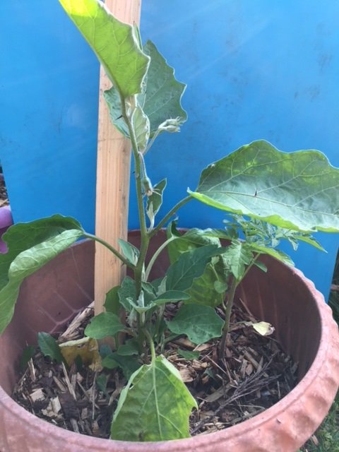 Aubergine plantée en pot
