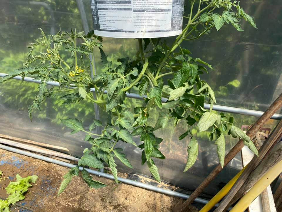 Plant de tomate suspendu