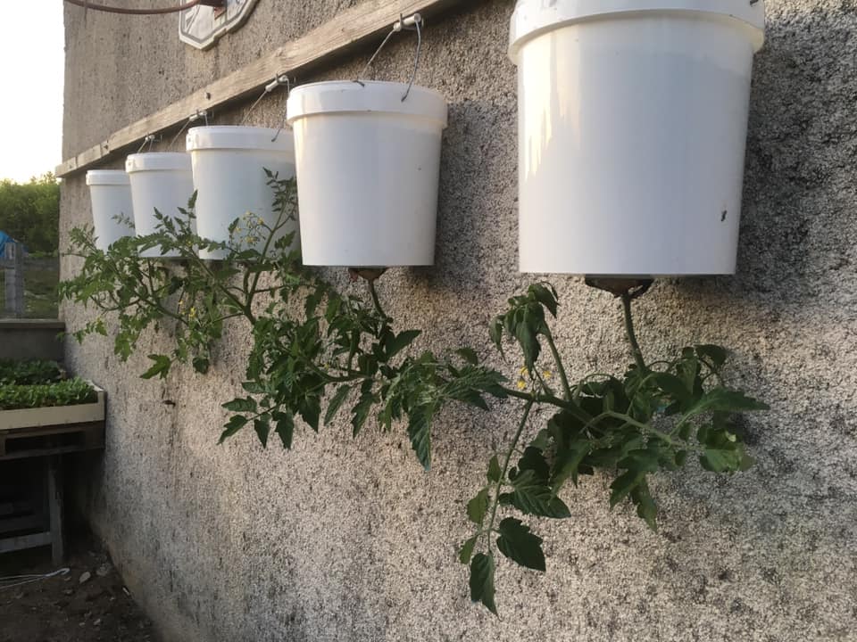 culture des tomates en hauteur