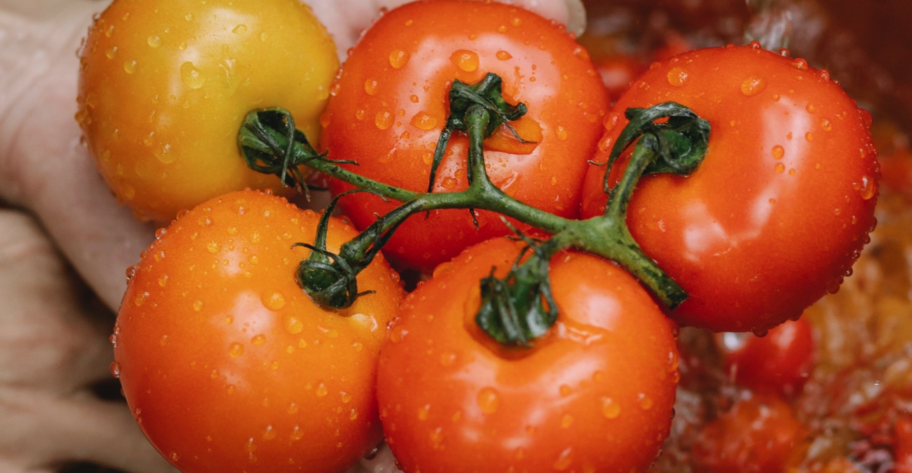 Cultiver ses tomates sans se fatiguer