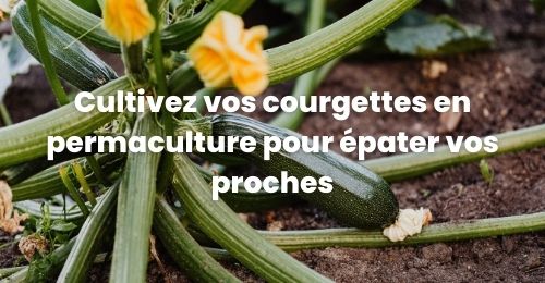 Cultivez vos courgettes en permaculture pour épater vos proches