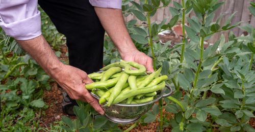 Culture des fèves en permaculture
