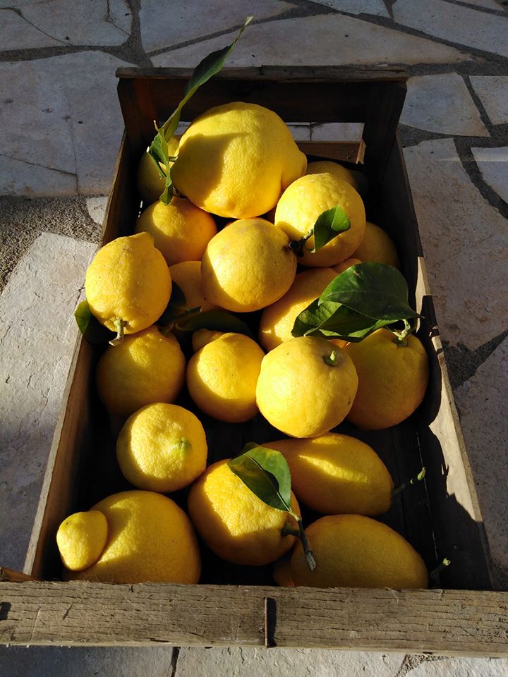 citrons récoltés