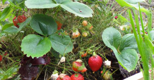 Engrais bio fraisier (culture naturelle)