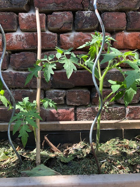 Plant de tomates sans et avec engrais