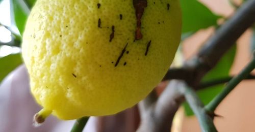 Le citronnier 🍋, entretien et récolte