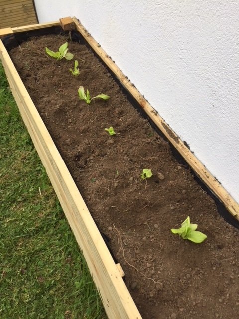 plantez quelques laitues dans votre carré potager DIY