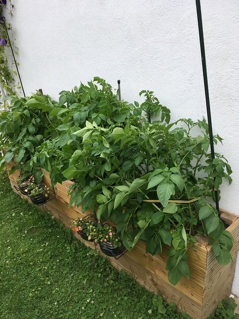 Notre bac potager rempli de pommes de terre !