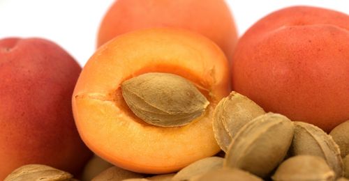 Comment faire germer un noyau d'abricot ?